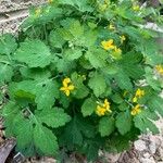 Chelidonium majusFlower