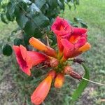 Campsis radicans Flower