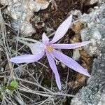 Colchicum cupanii Fleur