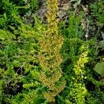 Rumex longifolius 整株植物