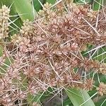 Lomandra longifolia Fruto