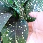 Aglaonema costatumLiść