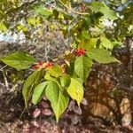 Lonicera maackii Feuille