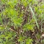 Tagetes filifolia 叶