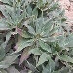 Echium webbii Ліст