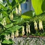 Polygonatum multiflorum (L.) All.Fiore