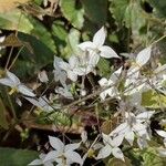 Epimedium stellulatum Flower