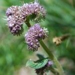 Phacelia mutabilis Flor