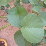 Ipomoea asarifolia Leaf