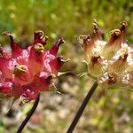 Trifolium fucatum Ffrwyth