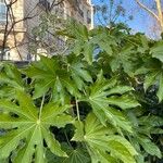 Fatsia japonica Elinympäristö