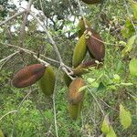 Amphilophium crucigerum Fruit