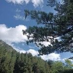 Pinus peuce Плод