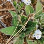 Craterostigma hirsutum Hoja