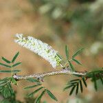 Acacia senegal Blomst