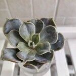 Echeveria lilacinaHoja