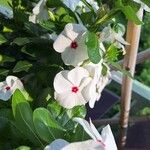 Catharanthus coriaceus Floare