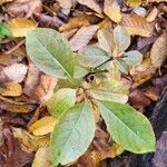 Viburnum nudum Leaf