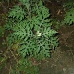 Parthenium hysterophorus Leaf