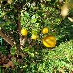 Citrus reticulata 果實