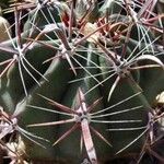 Ferocactus peninsulae മറ്റ്
