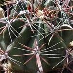 Ferocactus peninsulae Other