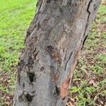 Caesalpinia echinata Bark