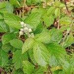 Rosa arvensis Blad