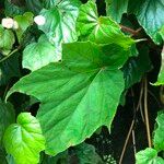 Begonia formosana Leaf