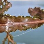 Potamogeton crispus Leaf