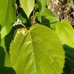 Commersonia bartramia Leaf