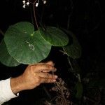 Begonia multinervia Лист