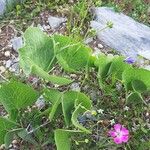 Ranunculus thora Leaf