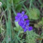 Delphinium ajacis Агульны выгляд