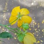 Senna macranthera Flower