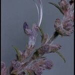 Trichostema lanatum Flor