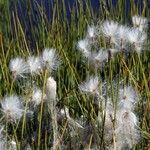 Eriophorum scheuchzeri 形態