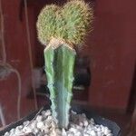 Cleistocactus winteri Blad