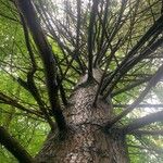 Abies grandis Hoditra