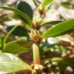 Alternanthera littoralis Flower