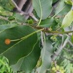 Ilex pedunculosa Fruit