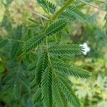 Acacia farnesiana Leaf