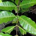 Polysphaeria multiflora Fruto