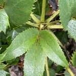 Helleborus argutifolius Leaf