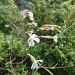 Silene italica Blüte