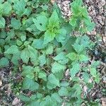 Urtica morifolia Feuille