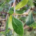 Commiphora madagascariensis Leaf