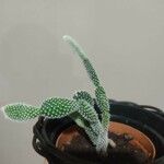 Opuntia microdasys List