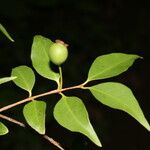 Psidium oligospermum Plod