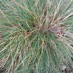 Festuca rubra Liść